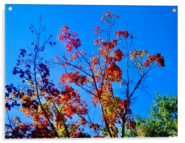 Fall leaves Acrylic by Stephanie Moore