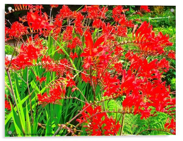 Red wild flowers Acrylic by Stephanie Moore