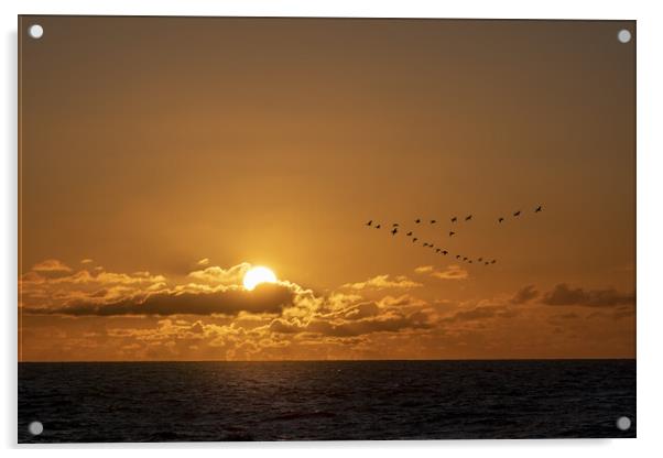 Geese flying over a warm and romantic sunset on th Acrylic by Ankor Light