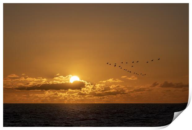 Geese flying over a warm and romantic sunset on th Print by Ankor Light