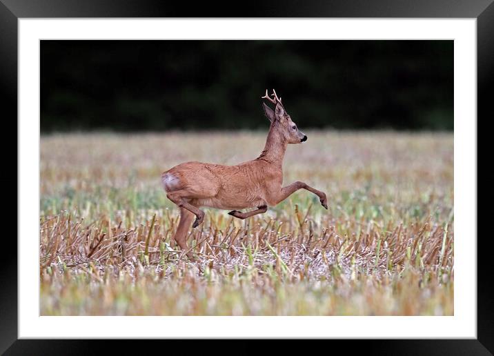 Fleeing Roe Deer Framed Mounted Print by Arterra 