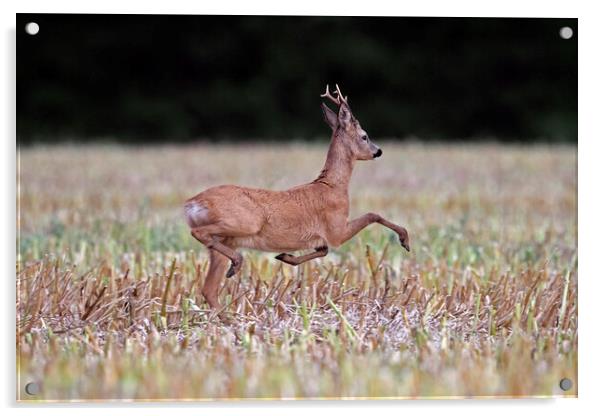 Fleeing Roe Deer Acrylic by Arterra 