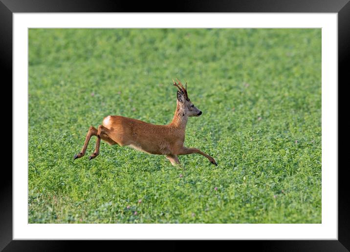 Roe Deer Running in Field Framed Mounted Print by Arterra 