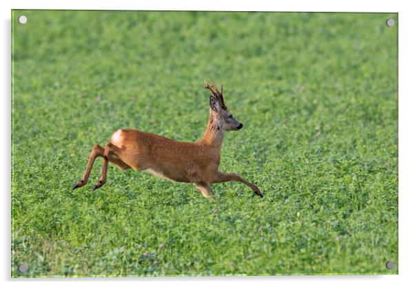 Roe Deer Running in Field Acrylic by Arterra 