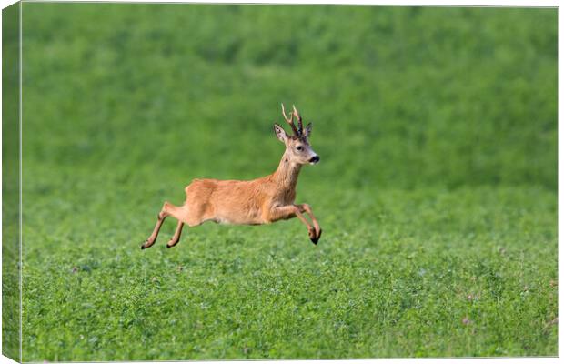 Fleeing Roe Deer Buck Canvas Print by Arterra 