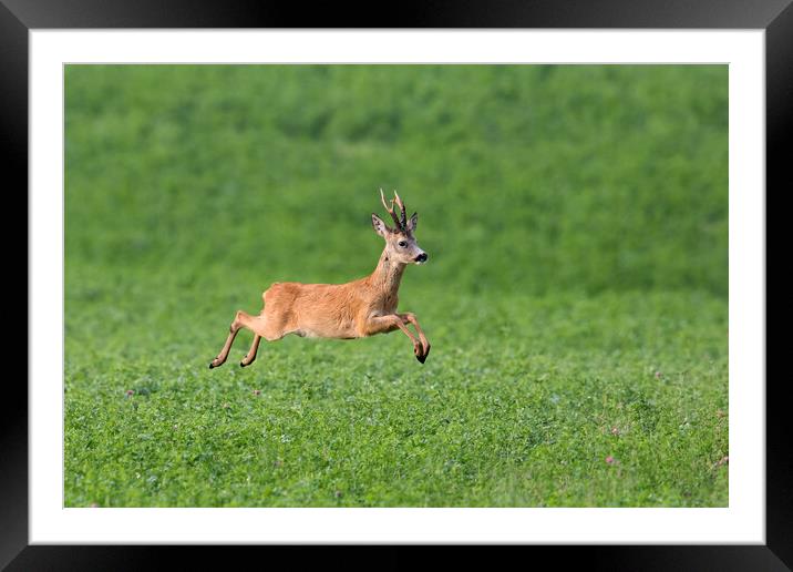 Fleeing Roe Deer Buck Framed Mounted Print by Arterra 