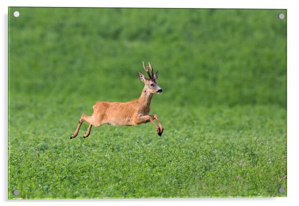 Fleeing Roe Deer Buck Acrylic by Arterra 