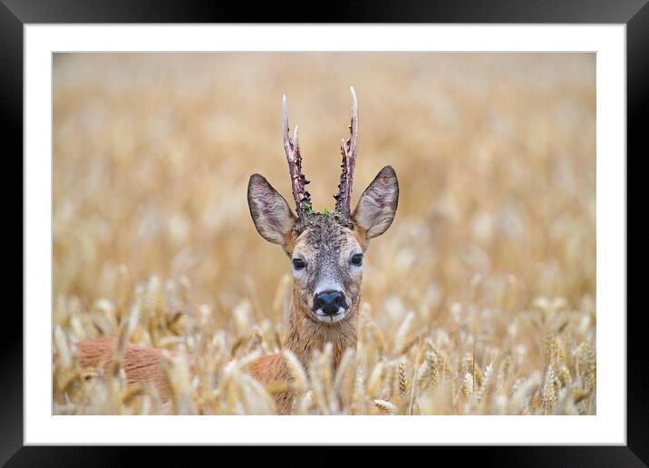 Roe Deer Buck in Wheat Field Framed Mounted Print by Arterra 