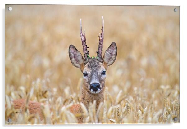 Roe Deer Buck in Wheat Field Acrylic by Arterra 