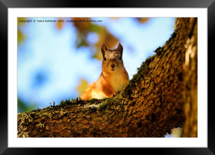 Did You Bring Me Nuts - Squirrel Looking into Came Framed Mounted Print by Taina Sohlman