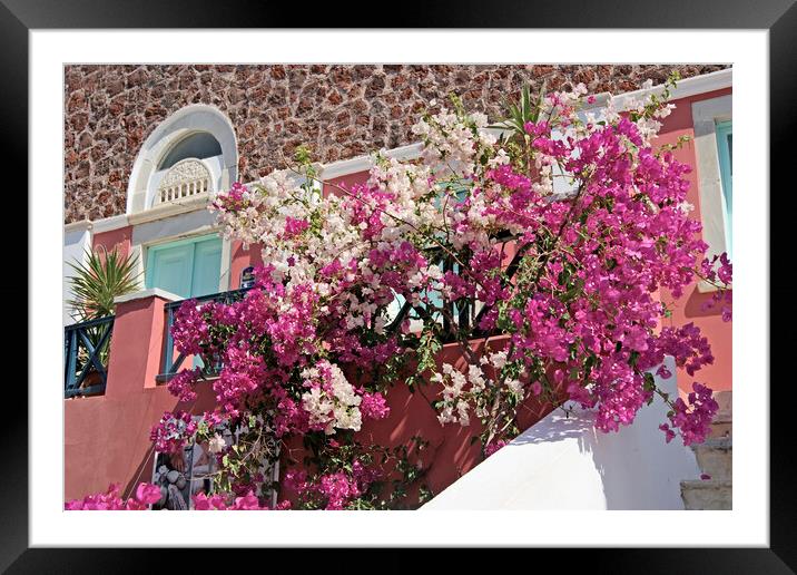 Santorini bougainvillea. Framed Mounted Print by David Birchall