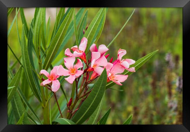 Nerium Oleander Blooming Flowers Framed Print by Artur Bogacki