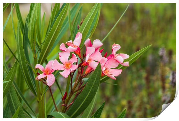 Nerium Oleander Blooming Flowers Print by Artur Bogacki