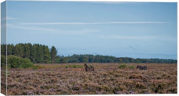 New Forest ponies Canvas Print by kathy white