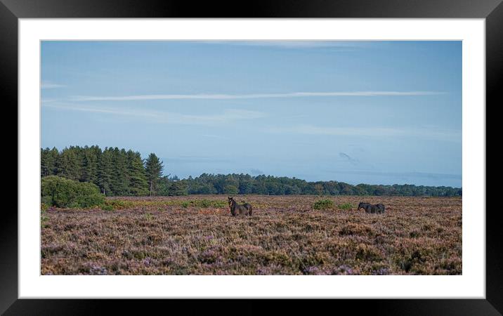 New Forest ponies Framed Mounted Print by kathy white