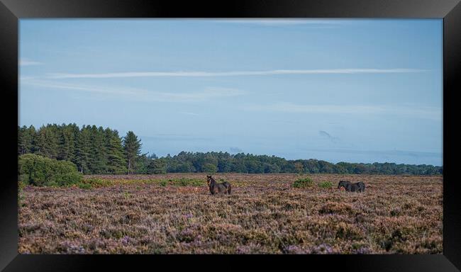 New Forest ponies Framed Print by kathy white