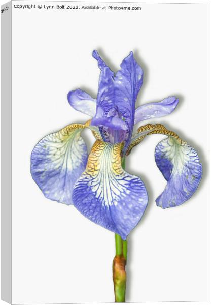 Purple Iris on White Canvas Print by Lynn Bolt