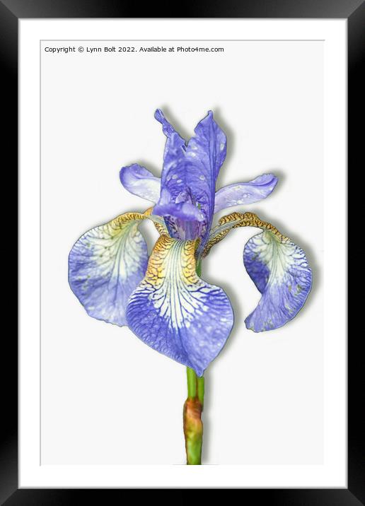 Purple Iris on White Framed Mounted Print by Lynn Bolt