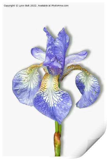 Purple Iris on White Print by Lynn Bolt