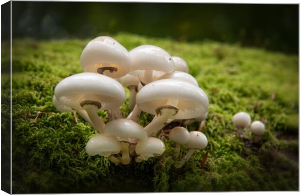 Porcelain Fungus on tree stump Canvas Print by Bryn Morgan