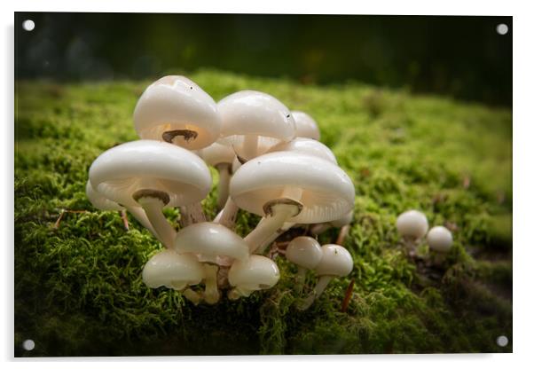 Porcelain Fungus on tree stump Acrylic by Bryn Morgan