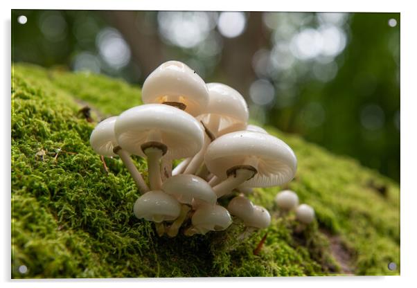 Porcelain Fungus on tree stump Acrylic by Bryn Morgan