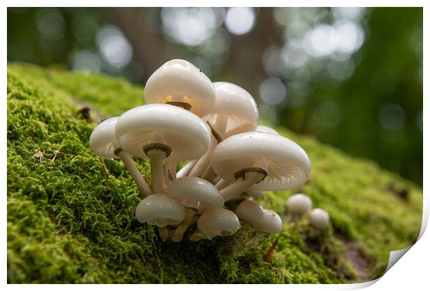 Porcelain Fungus on tree stump Print by Bryn Morgan