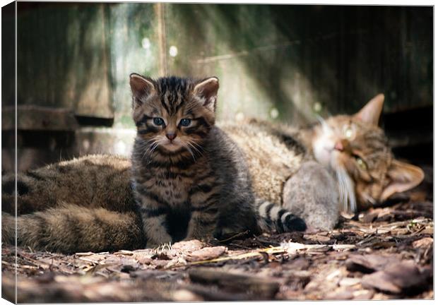 Scottish Wildcat kitten and mother Canvas Print by Linda More