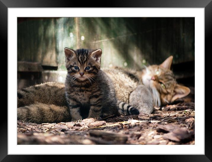 Scottish Wildcat kitten and mother Framed Mounted Print by Linda More