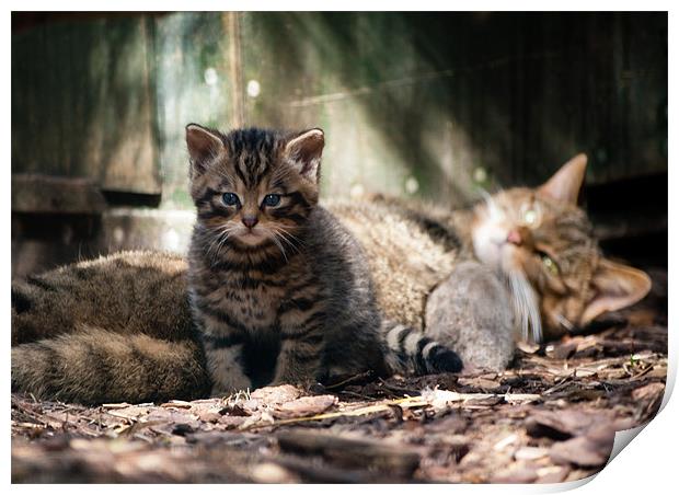 Scottish Wildcat kitten and mother Print by Linda More