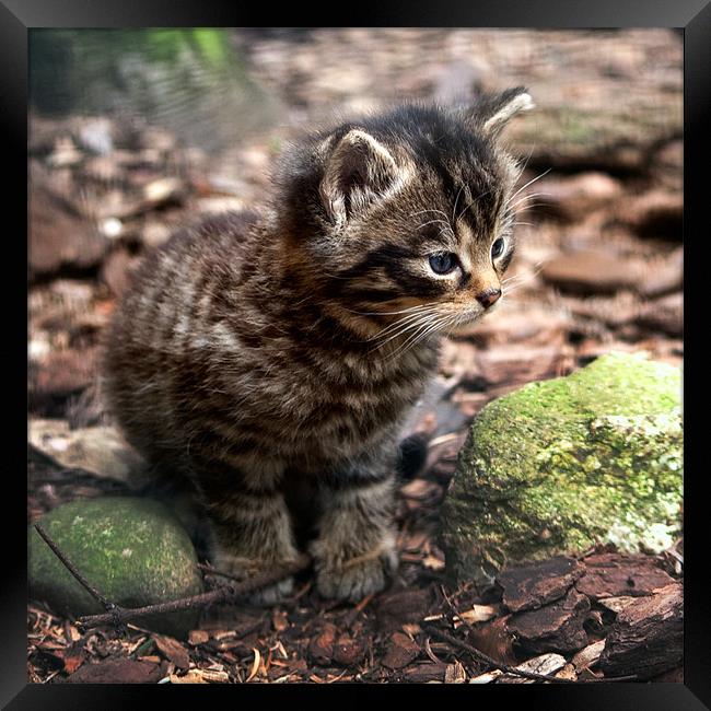 Cute Scottish Wildcat Kitten Framed Print by Linda More