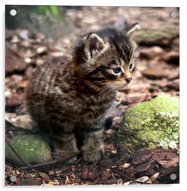 Cute Scottish Wildcat Kitten Acrylic by Linda More