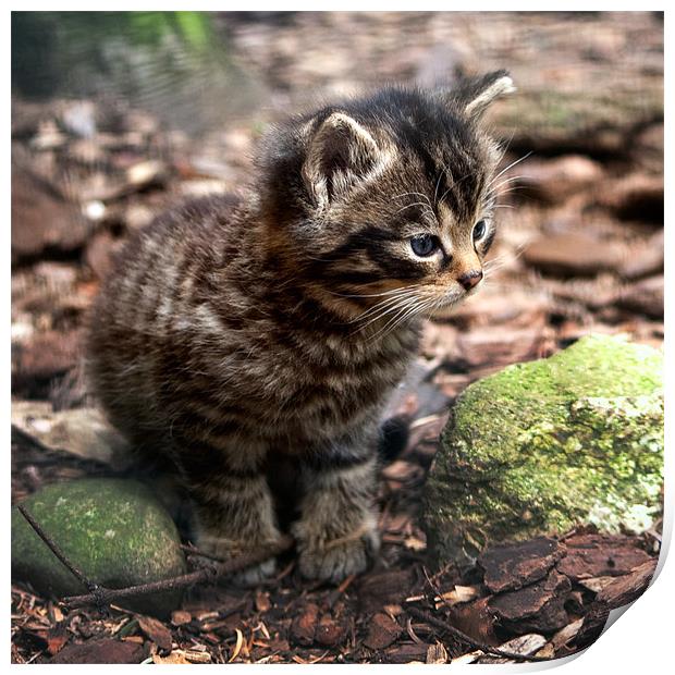 Cute Scottish Wildcat Kitten Print by Linda More