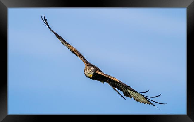 Red Kite in Flight. Framed Print by Colin Allen