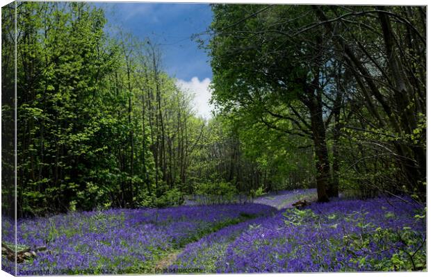 Path through Sussex bluebell wood Canvas Print by Sally Wallis