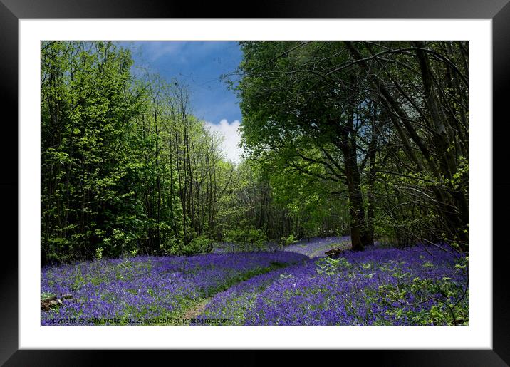 Path through Sussex bluebell wood Framed Mounted Print by Sally Wallis