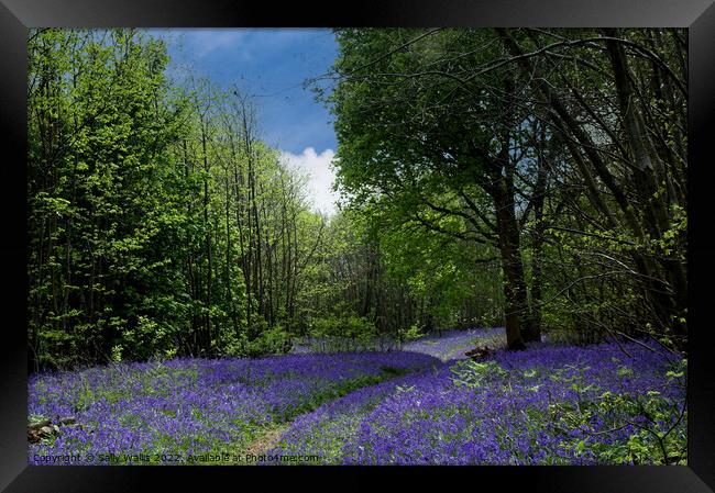 Path through Sussex bluebell wood Framed Print by Sally Wallis