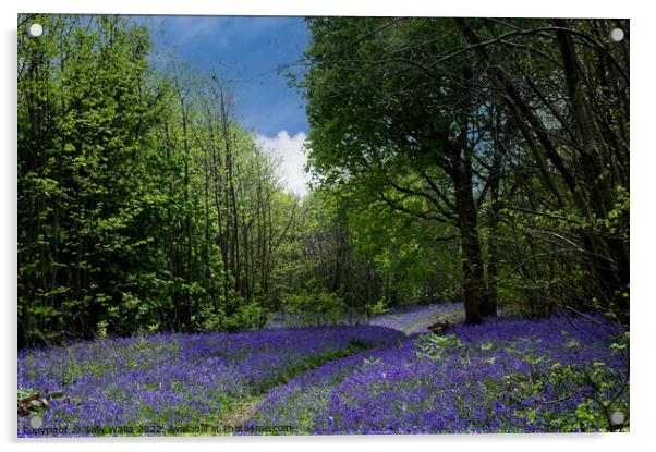 Path through Sussex bluebell wood Acrylic by Sally Wallis