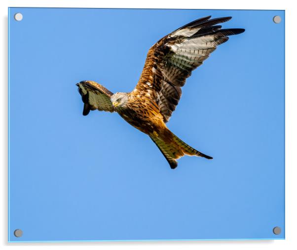 Red Kite in Flight. Acrylic by Colin Allen