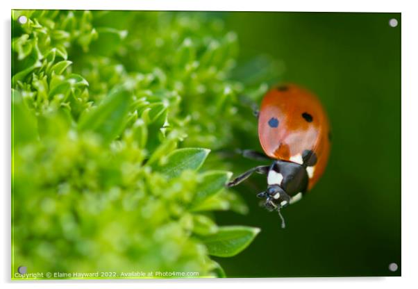 Ladybird on curly parsley close up Acrylic by Elaine Hayward