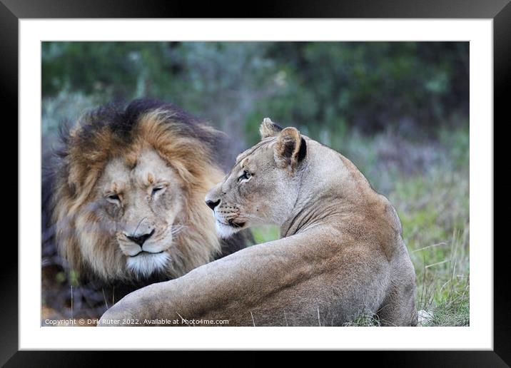 Lion pair Framed Mounted Print by Dirk Rüter