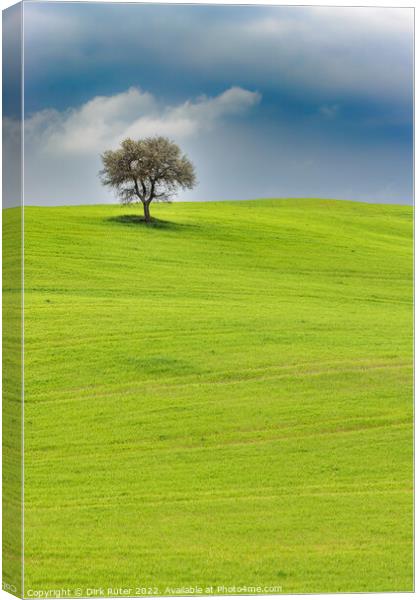 Solitary tree in Tuscany Canvas Print by Dirk Rüter