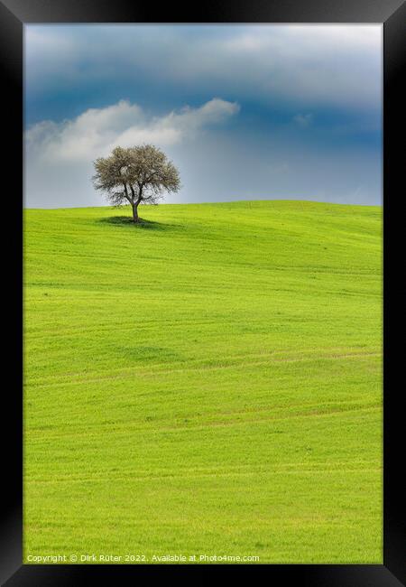 Solitary tree in Tuscany Framed Print by Dirk Rüter