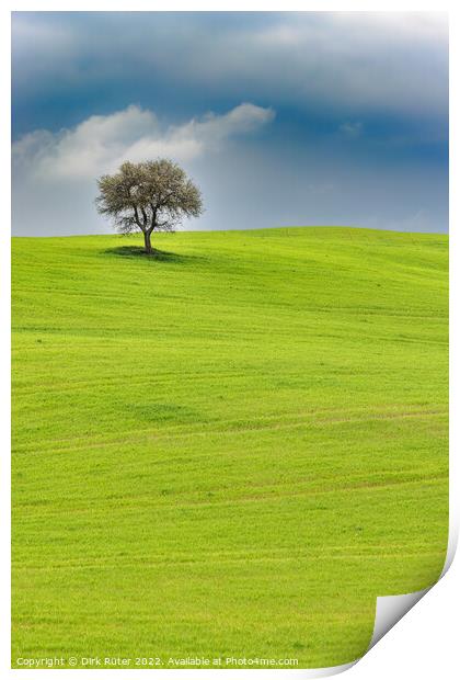 Solitary tree in Tuscany Print by Dirk Rüter