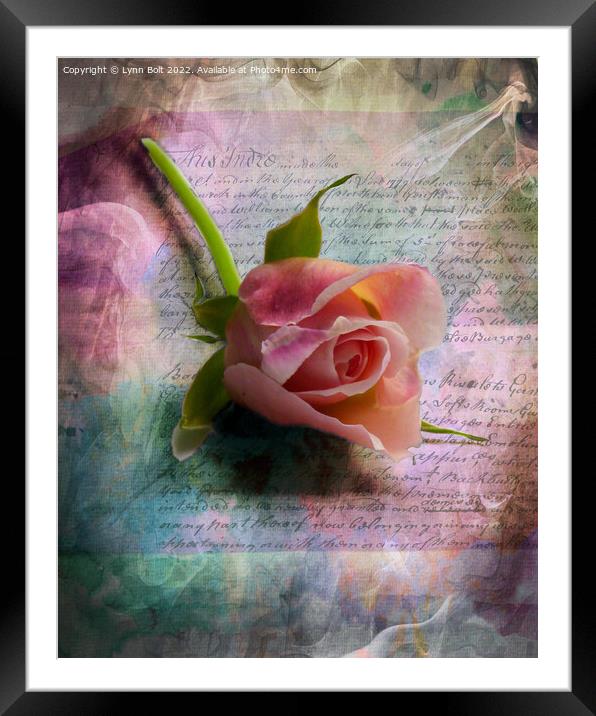 Pink Rose Framed Mounted Print by Lynn Bolt