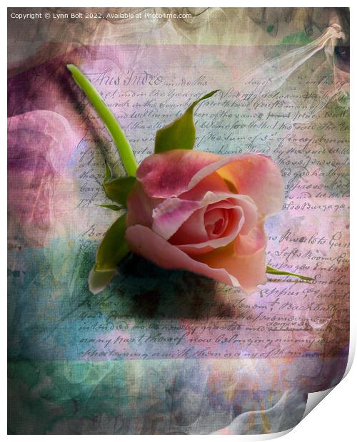 Pink Rose Print by Lynn Bolt