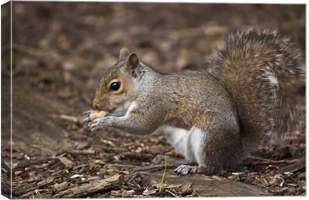 Grey Squirrel Canvas Print by Steve Purnell