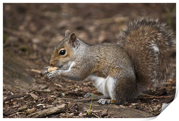 Grey Squirrel Print by Steve Purnell