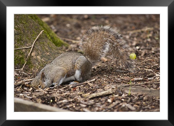 Grey Squirrel Framed Mounted Print by Steve Purnell