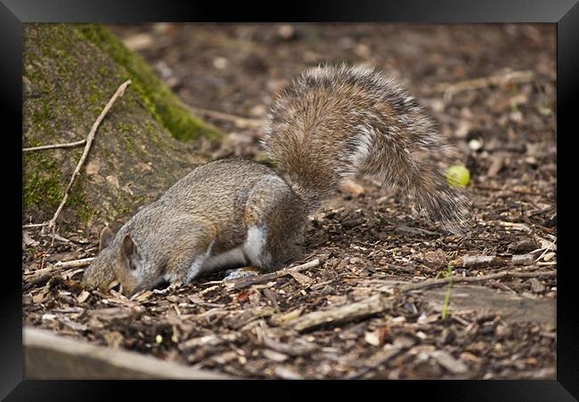 Grey Squirrel Framed Print by Steve Purnell